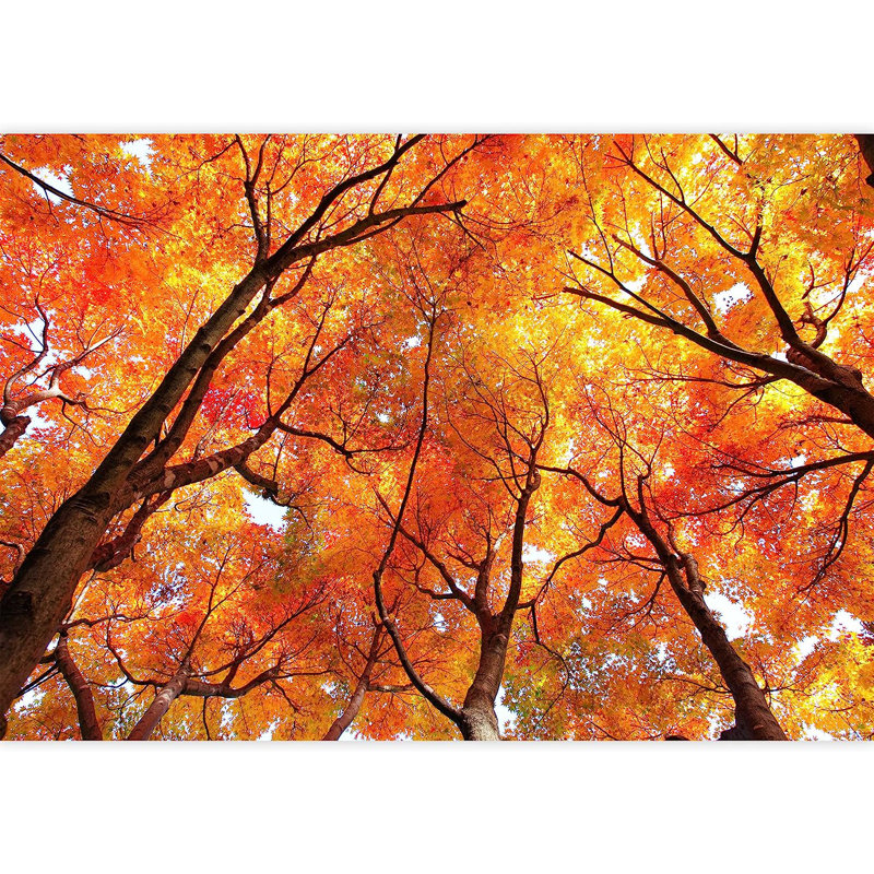 Maple Tree In Autumn, 66" L x 96" W