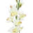 Orchid Arrangement-1249577016