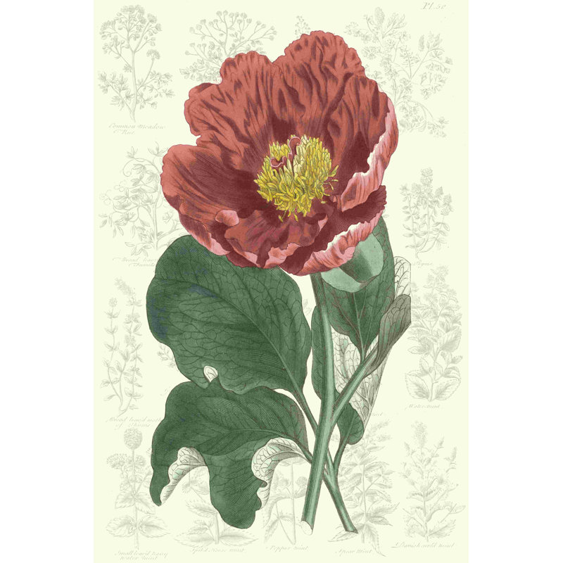 Pivoine Flower Garden I, H 12 po x l 8 po