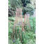 Treillage extensible en bois de saule-890657672-835786595