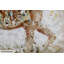 Powerful Giant Hand Painted Canvas Print