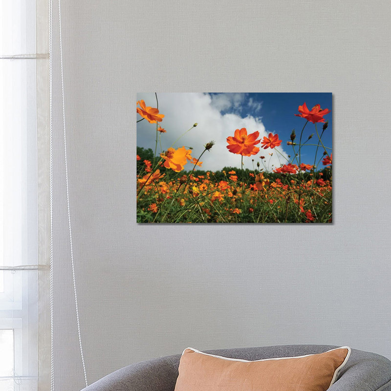Yellow Cosmos Field in Flower, Japan 1 Piece Wrapped Canvas Wall Art, 66.04 cm H x 45.72 cm W x 3.175 cm D