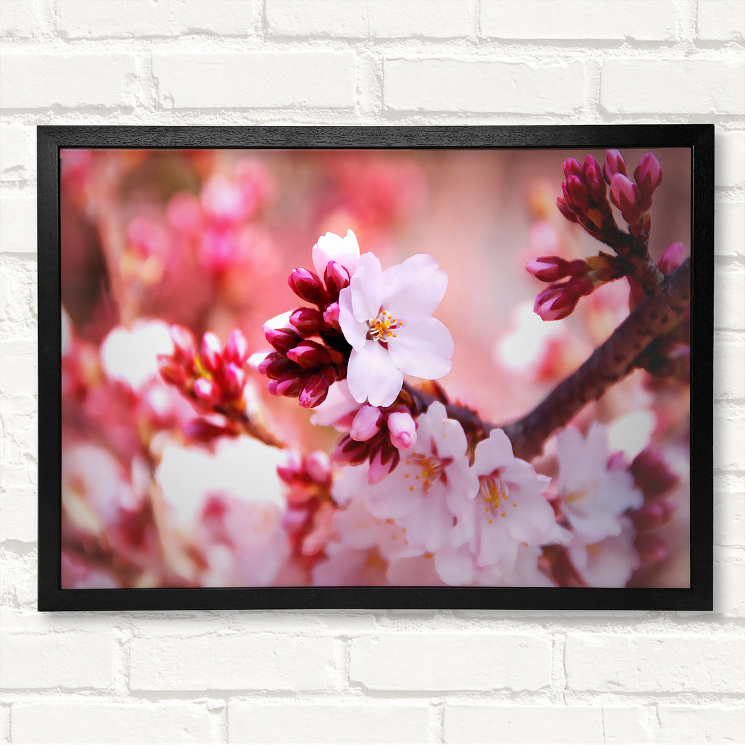 Kirschblüten Knospen Gerahmter Druck