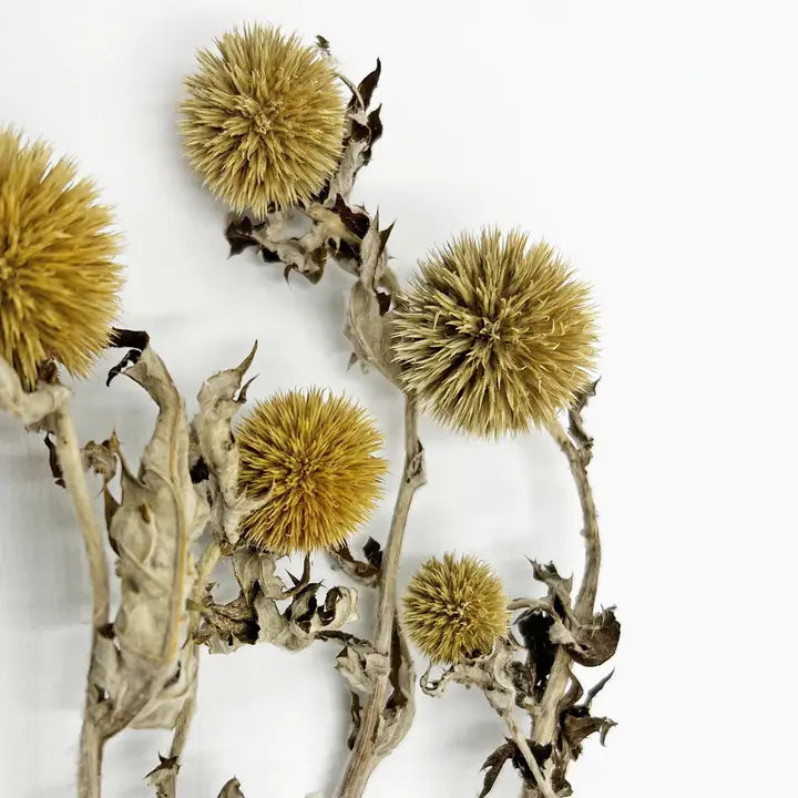 Modern Art Preserved Ageratum Stems