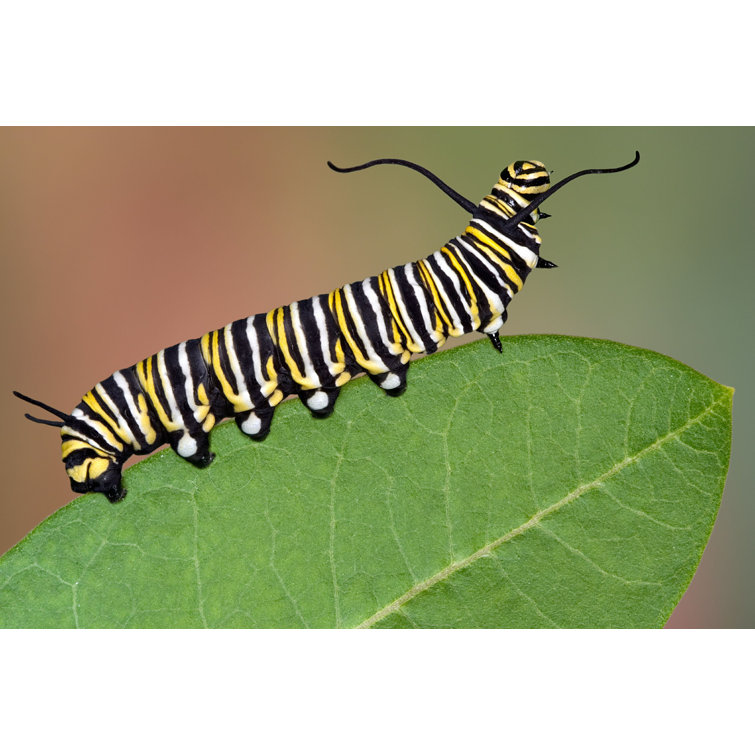 Monarch Caterpillar Crawling On Canvas Print, 53% OFF
