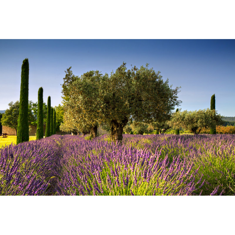 Lavender And Olive Trees by Maui01 - Wrapped Canvas Print, 20cm H x 30cm W