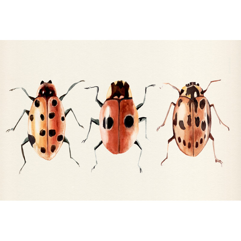 Ladybug Display II - Wrapped Canvas Painting, 61cm H x 91cm W x 3.8cm D