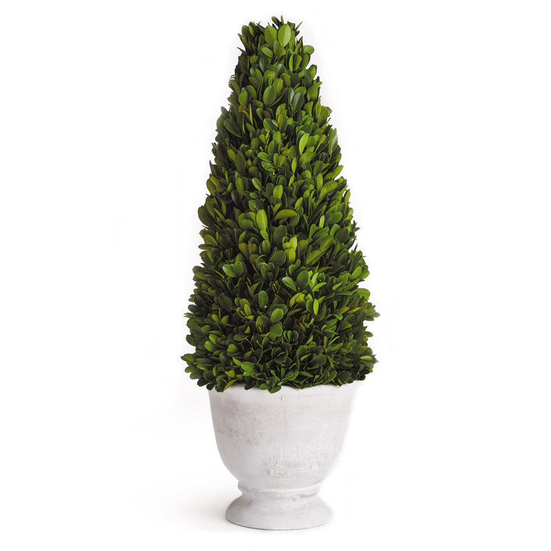 Boxwood Topiary in Ceramic Pot