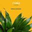 Dracaena Plant in Planter