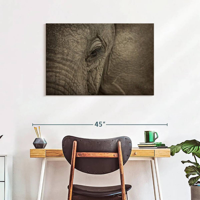 Oeil d'éléphant d'Afrique Brampt, H 24 po x l 36 po