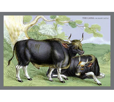 " The Gayal, Or Silver Cattle " by John Stewart