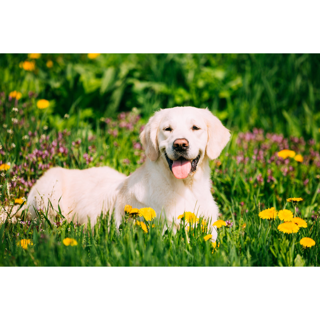 Leinwandbild Lustiger junger glücklicher Labrador-Apportierhund, der im Gras und in der gelben Frühlings-Jahreszeit des ...