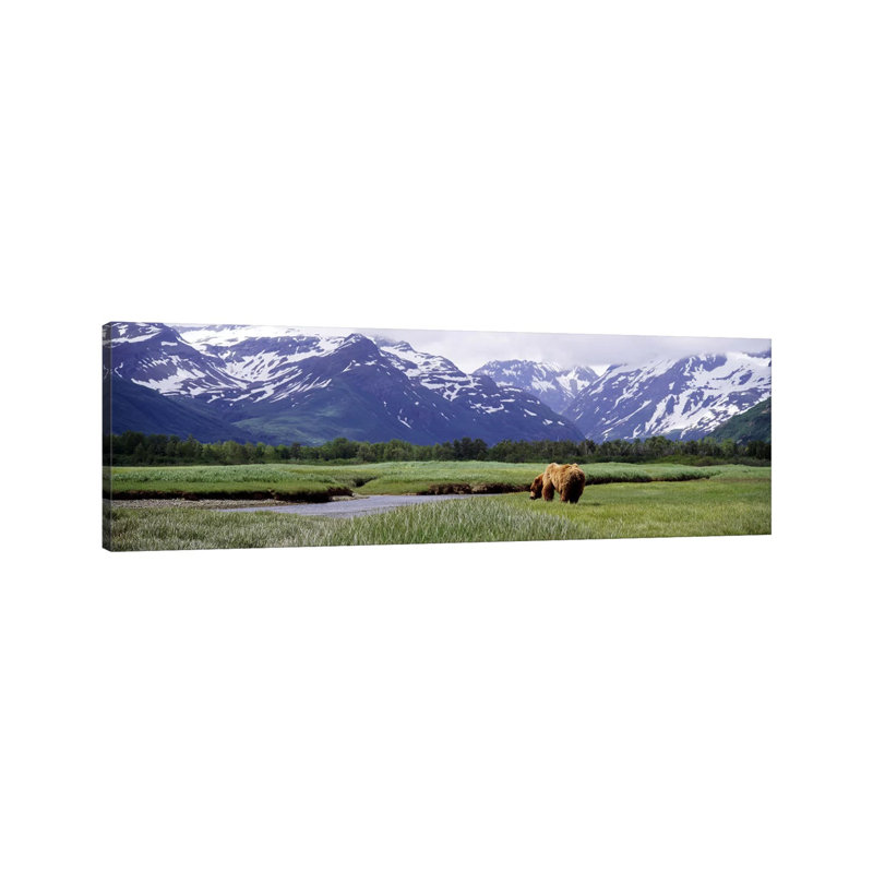 Grizzly Bear (Ursus Arctos Horribilis) Grazing In A Field, Kukak Bay, Katmai National Park, Alaska, USA #2 - Wrapped Canvas Panoramic Print