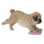 Carlin qui essuie le plancher