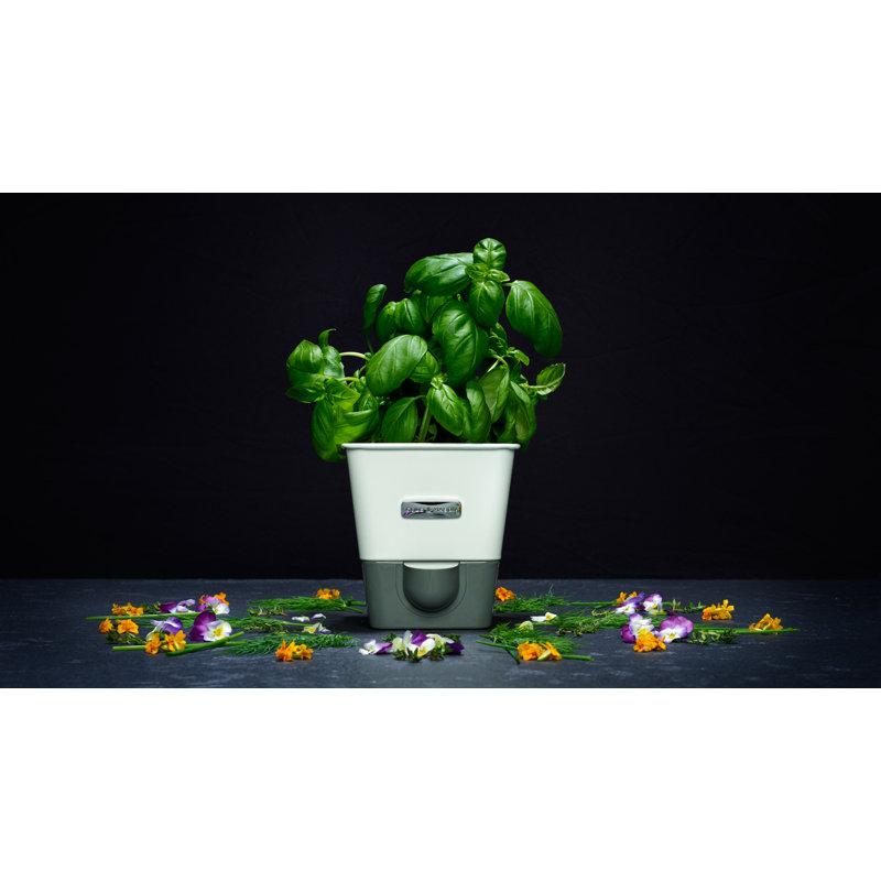 Herb Pot