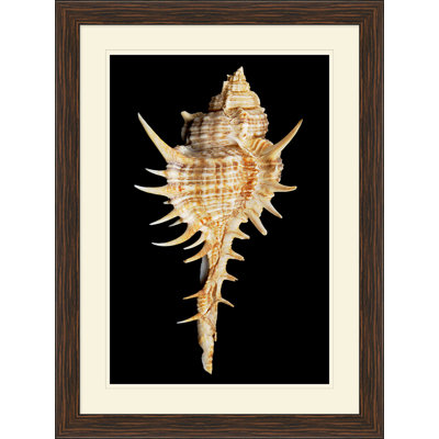 Large Shell 4 Print