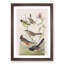 A Selection of Birds by John Audubon - Framed Print-55450943-55450941