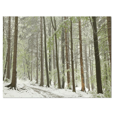 " Spring Beech Forest Scenery "