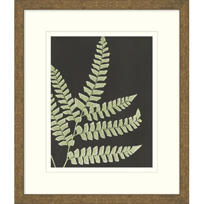 Graphic Lewis Ferns 6 Print