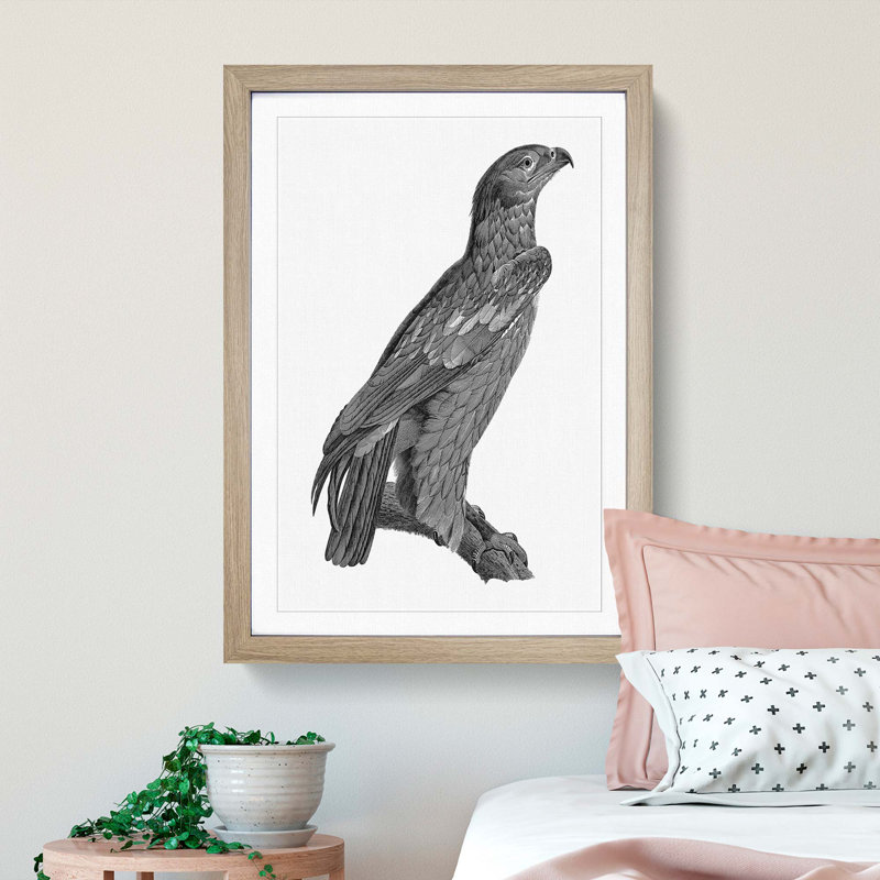 Spotted Eagle Illustration - Framed Print, 65cm H x 48cm W x 2cm D, Oak Framed