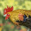 Statue de coq Aween