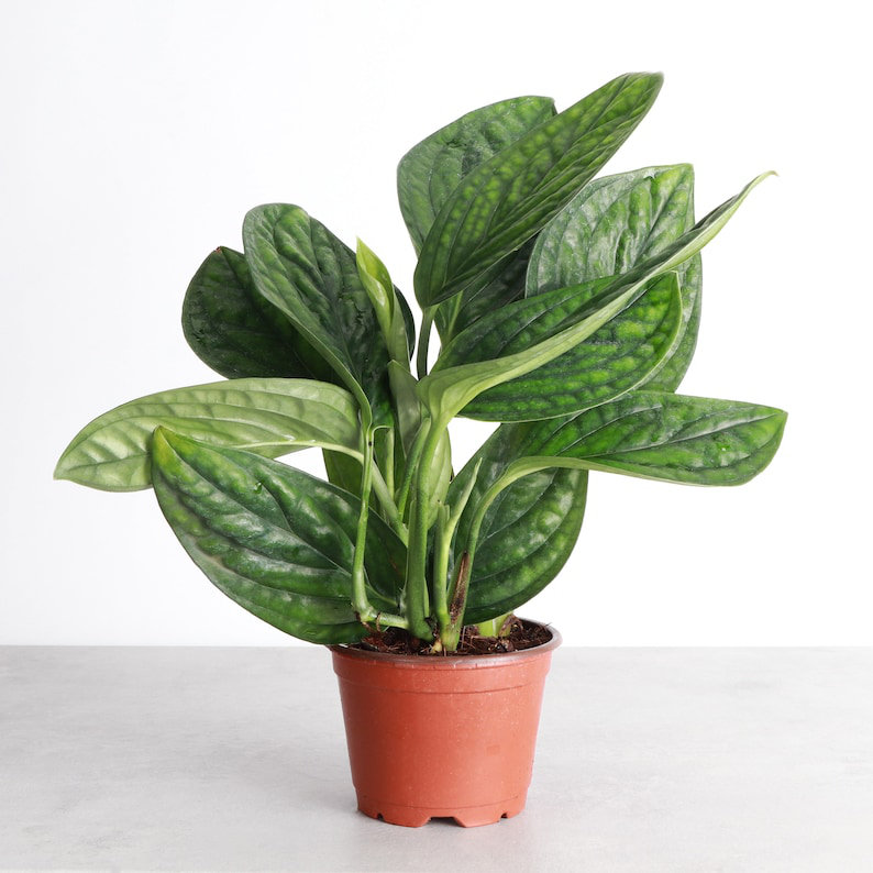 Live Monstera Peru Plant