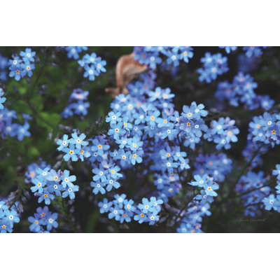 " Forget Me Nots III " by Laura Marshall