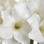 Arrangement-40922459