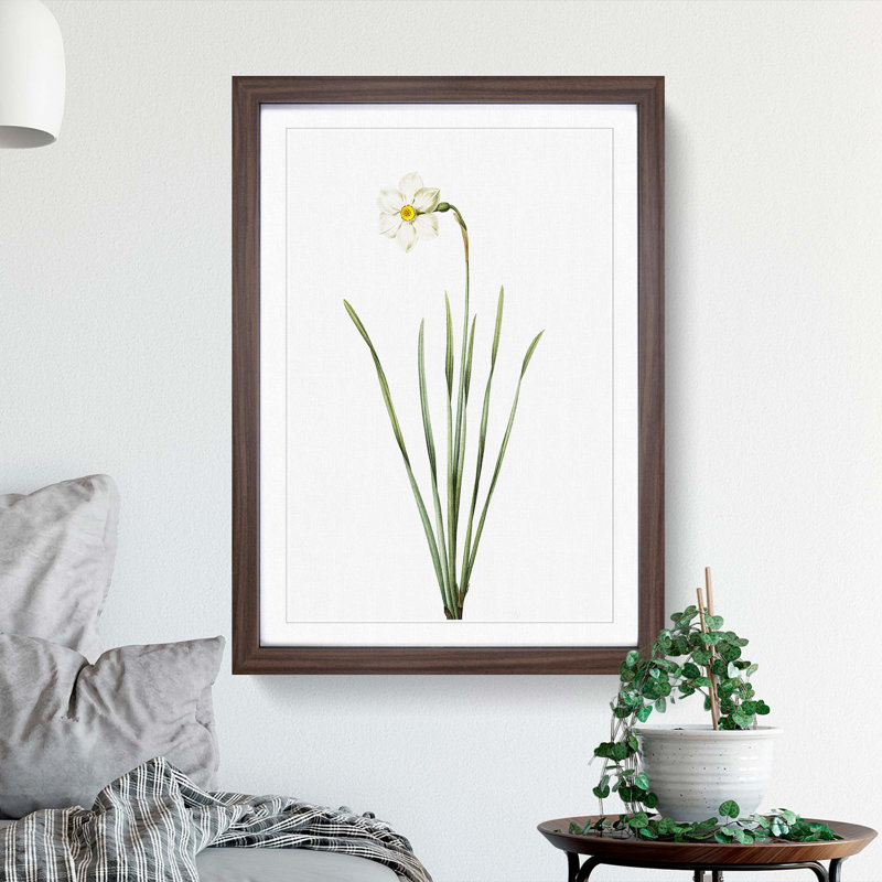 Poeticus Daffodil by Pierre-Joseph Redoute - Picture Frame Painting Print on MDF, 48cm H x 36cm W x 2cm D, Walnut Framed