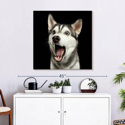 Brampt Surprised Siberian Husky