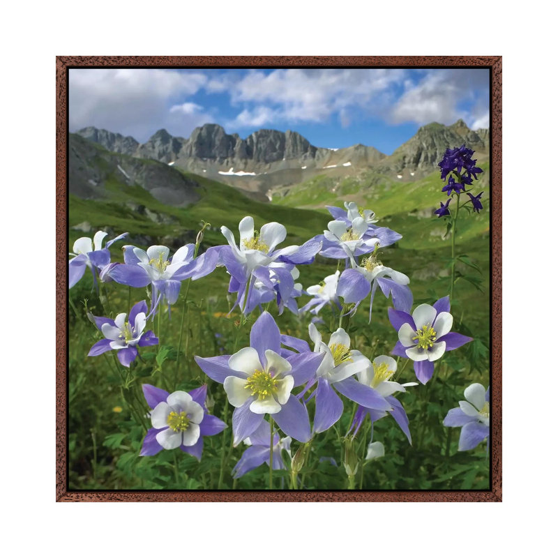 Colourado Blue Columbine Meadow At American Basin, Colourado by Tim Fitzharris - Print on Canvas, 93.98 cm H x 93.98 cm W