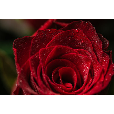 Rose With Water Droplets by RkaKoka - Wrapped Canvas Print