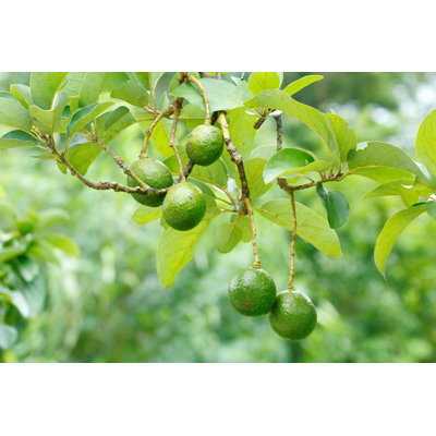 Avocado Tree by Tommyix
