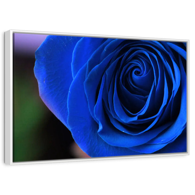 Bleu rose arbuste, 46 po x 31 po, Cadre flottant blanc