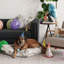 Pets Buddy's Bash Fabric