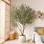 Olive artificielle H 96 po avec pot de fleurs blanc Ashwell