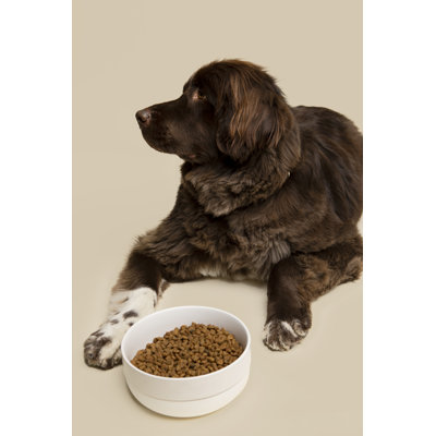 Cling Silicone Bottom Dog Bowl
