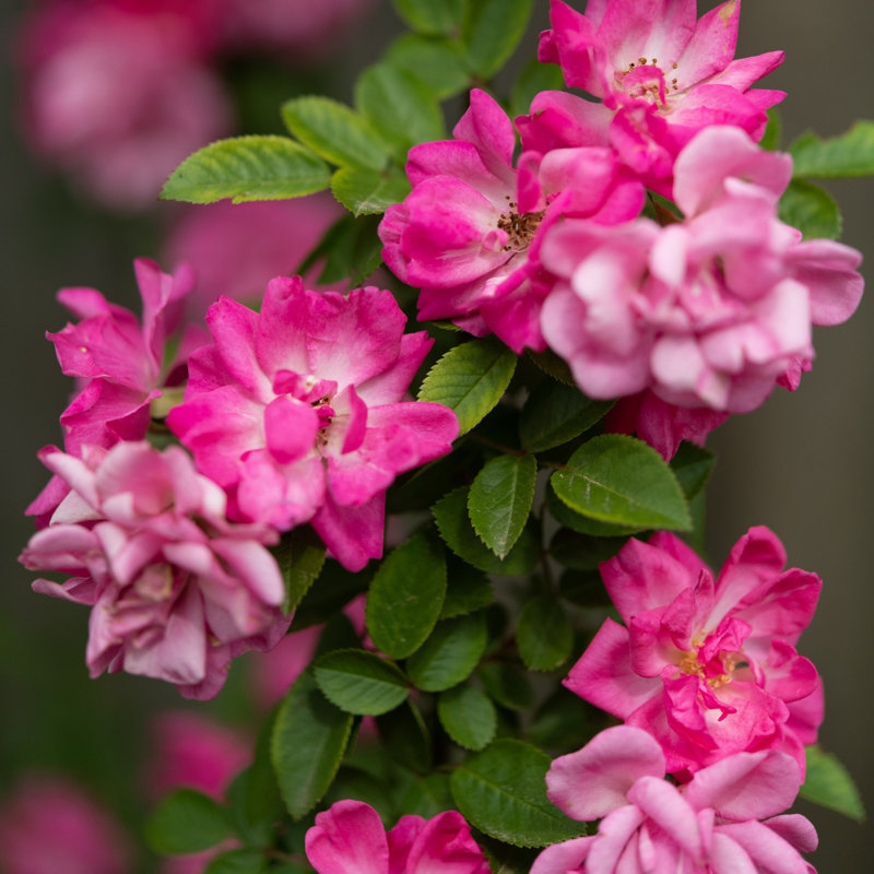 3 gal. Rose Peggy Martin