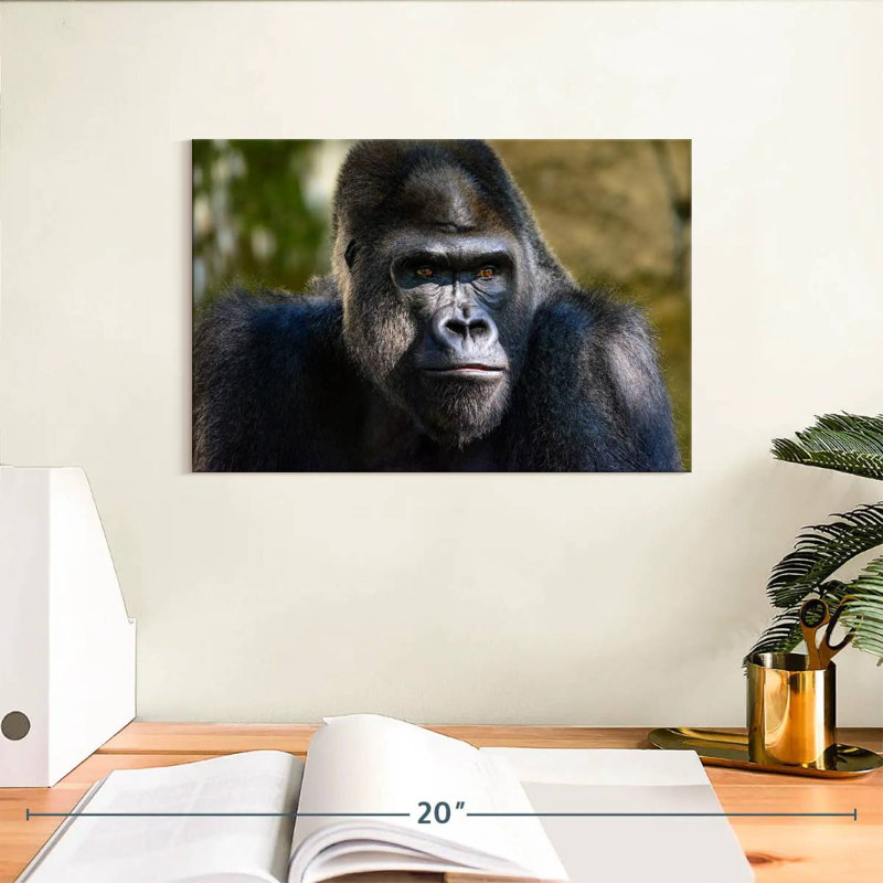 Mountain Gorilla, 8" H x 12" W