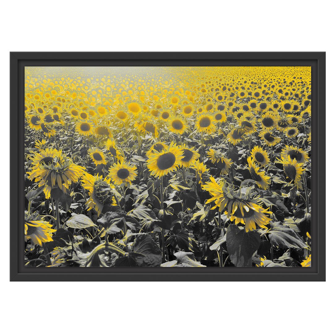 Gerahmtes Wandbild Wunderschönes Sonnenblumenfeld