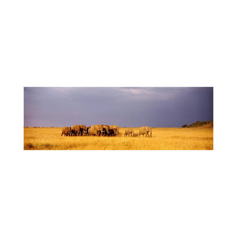 Elephant Herd, Maasai Mara Kenya - Wrapped Canvas Panoramic Print, 30.48 cm H x 91.44 cm W x 1.91 cm D
