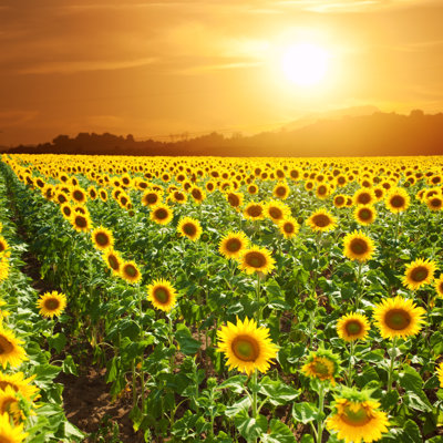 Tournesols de Kertlis