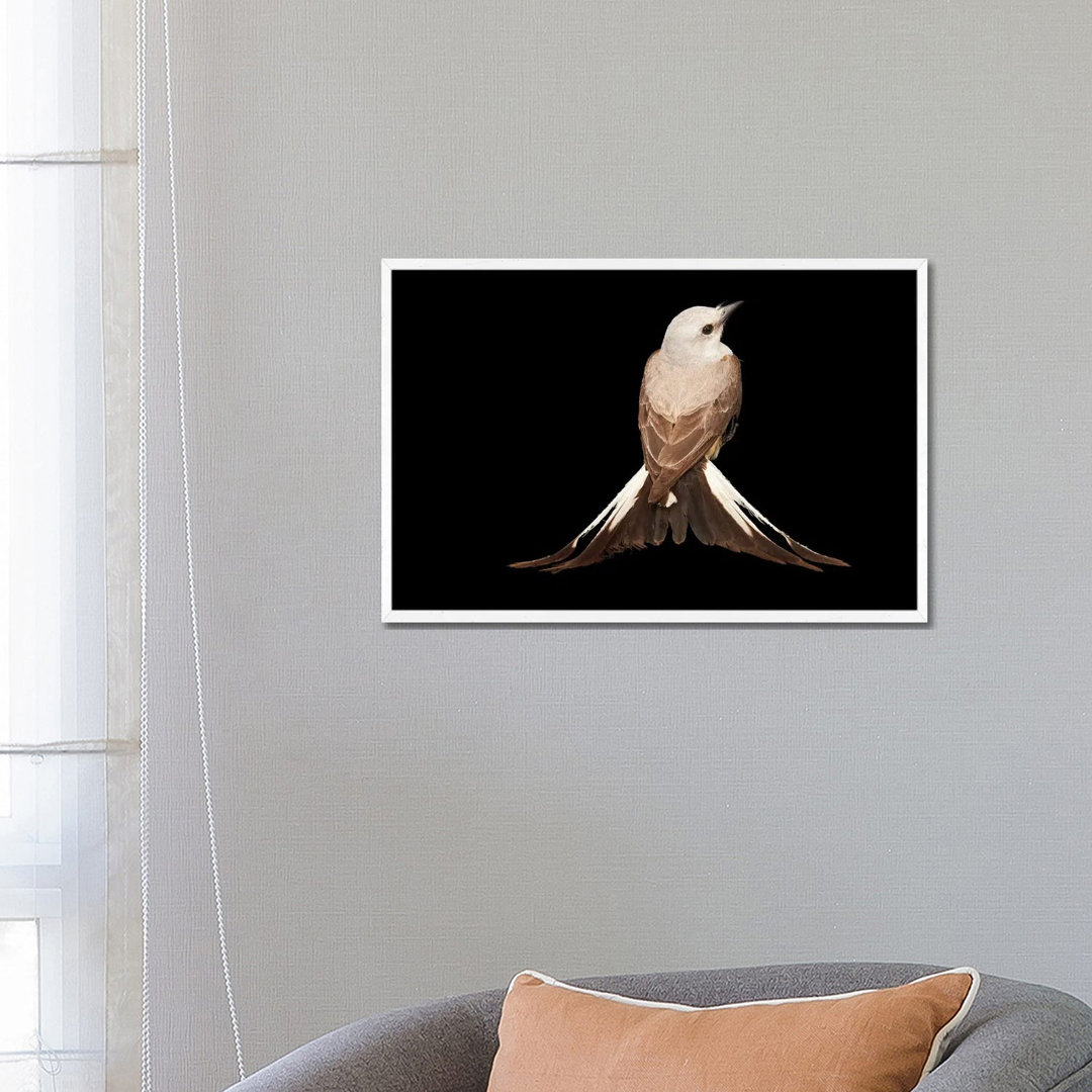 A Female Scissor-Tailed Flycatcher At The Wichita Mountains National Wildlife Refuge von Joel Sartore - Gallery-Wrapped ...