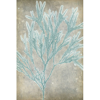 Spa Seaweed I