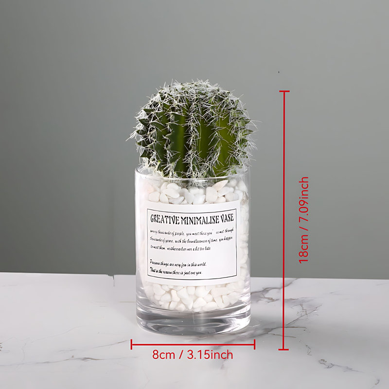 Plante grasse 7,09 po