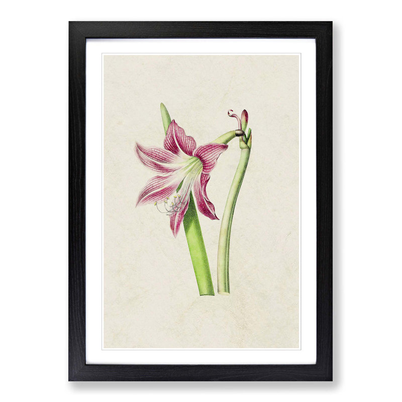 Pink Amaryllis Flower Illustration - Framed Print, 36cm H x 27cm W x 2cm D, Black Framed