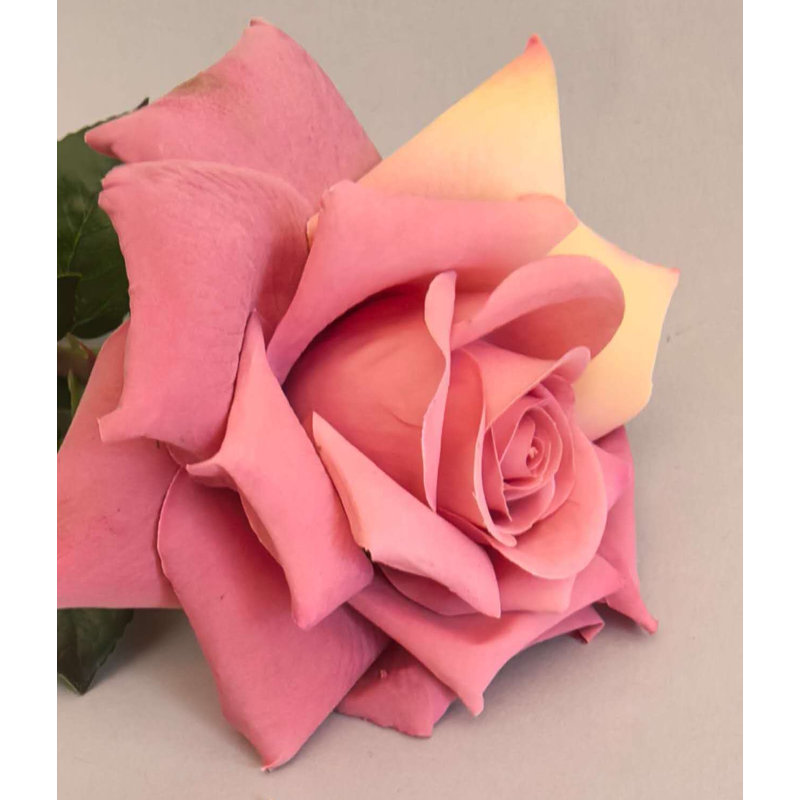 ROSE STEM 27'', Red