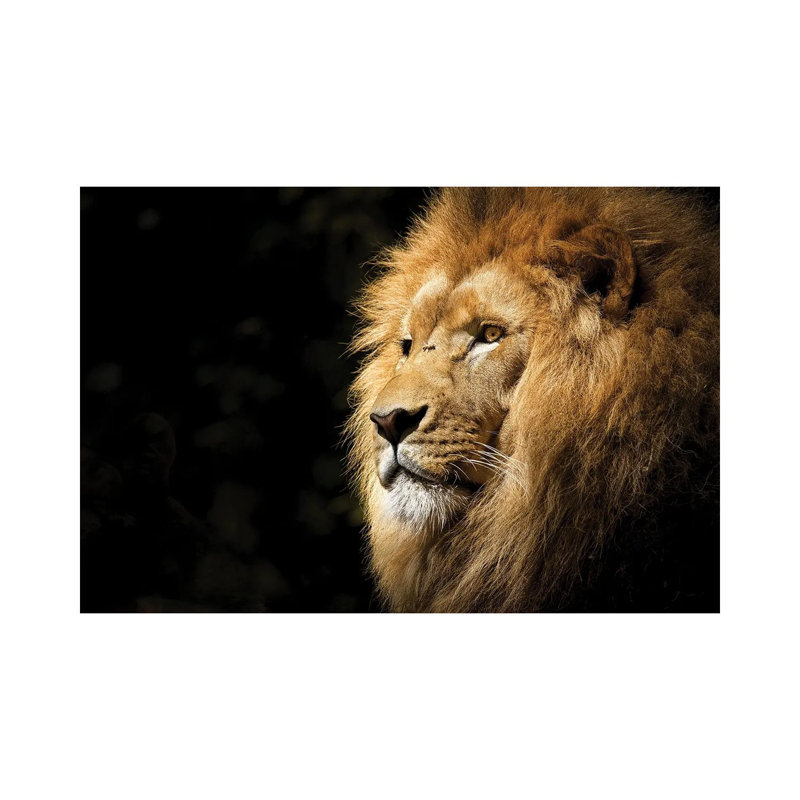 Lion View by Milos Karanovic - Wrapped Canvas Print, 66.04 cm H x 45.72 cm W x 1.91 cm D