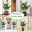 Faux Plant-1790849013-1790849020