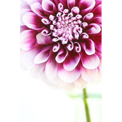 Brightly Lit Dahlia Flower 1 Piece Wrapped Canvas Wall Art